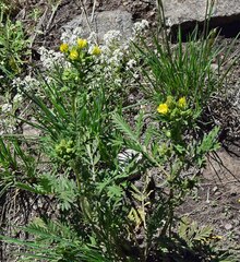 Potentilla pensylvanica