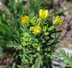 Potentilla pensylvanica
