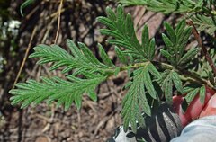 Potentilla pensylvanica