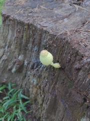 Leucocoprinus