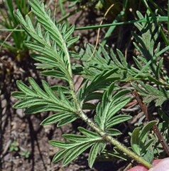 Potentilla pensylvanica