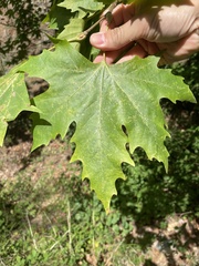 Platanus orientalis