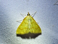 Helvibotys helvialis