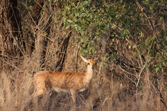 Raphicerus campestris campestris