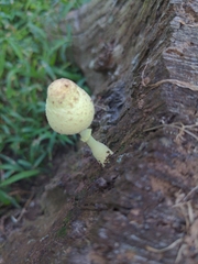 Leucocoprinus