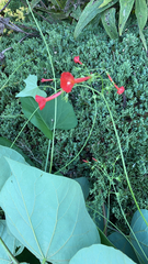 Ipomoea hederifolia