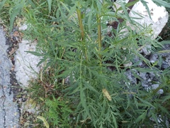 Bidens subalternans