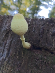 Leucocoprinus