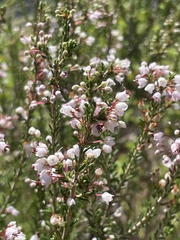 Erica manipuliflora