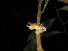 Dendropsophus parviceps