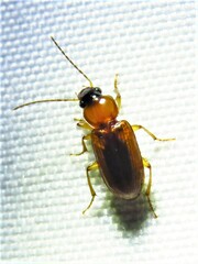 Stenolophus dissimilis