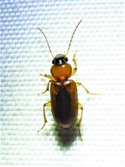 Stenolophus dissimilis
