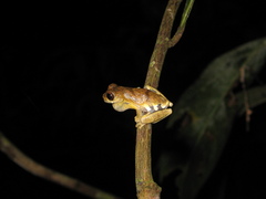 Dendropsophus parviceps