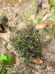 Porella pinnata
