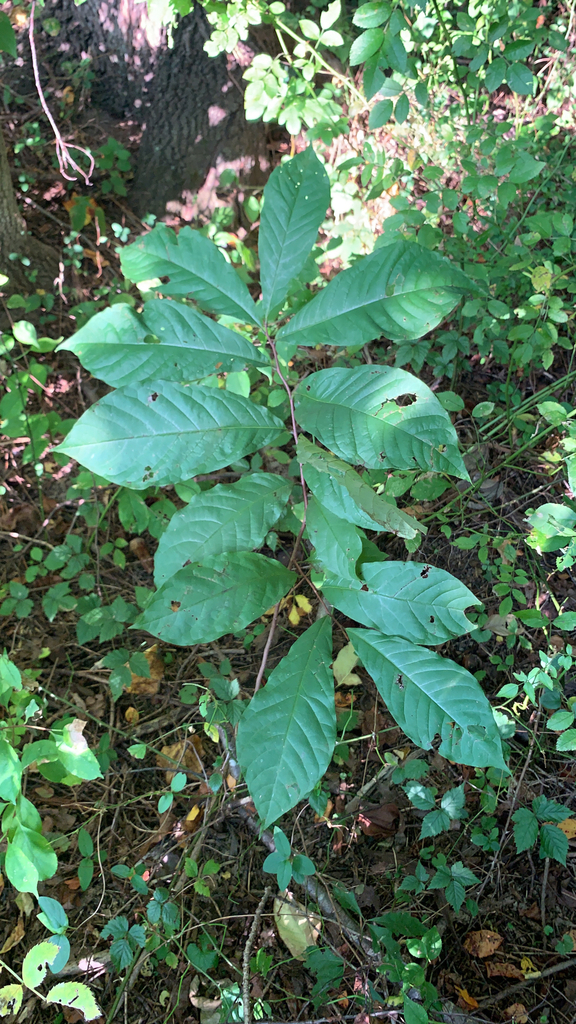 common pawpaw from Street on September 20, 2022 at 05:54 PM by zrmichel ...