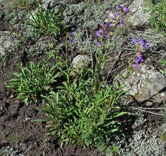 Penstemon strictus