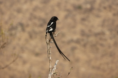 Lanius melanoleucus