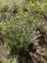 Erica manipuliflora