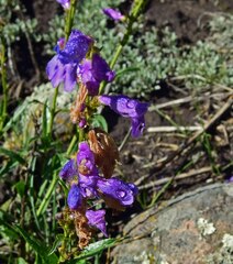 Penstemon strictus