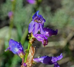 Penstemon strictus