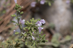 Clinopodium insulare