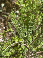 Erica manipuliflora