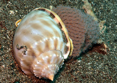 Phalium bandatum
