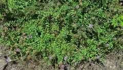 Astragalus laxmannii