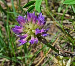 Astragalus laxmannii