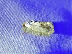 Ponometia erastrioides