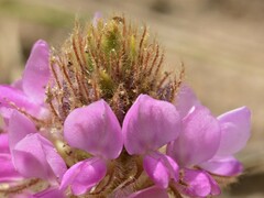 Uraria lagopodioides