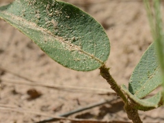Uraria lagopodioides