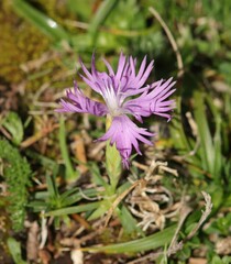 Dianthus hyssopifolius