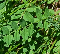 Astragalus laxmannii