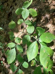 Forestiera ligustrina