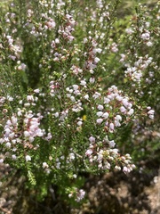 Erica manipuliflora