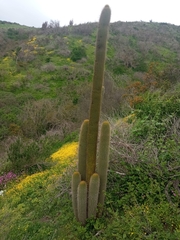 Trichocereus chiloensis
