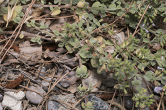 Clinopodium insulare