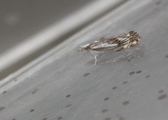 Catoptria falsella