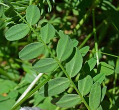 Astragalus laxmannii