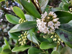 Aegiceras corniculatum