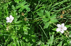 Geranium richardsonii
