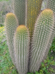 Trichocereus chiloensis