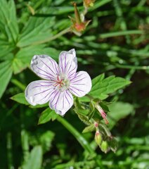 Geranium richardsonii