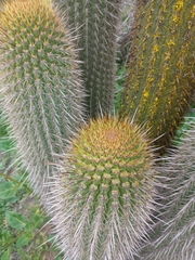 Trichocereus chiloensis