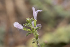 Clinopodium insulare