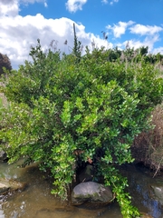 Aegiceras corniculatum