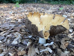 Agrocybe putaminum