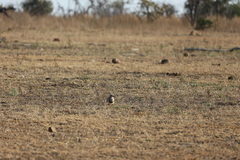 Vanellus coronatus