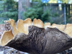 Agrocybe putaminum